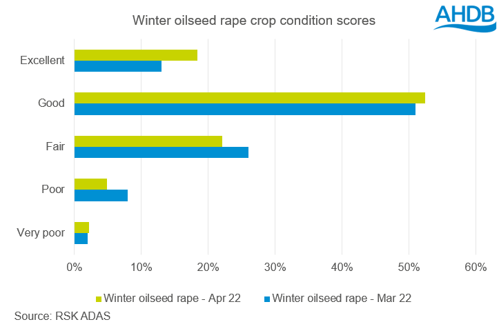 Winter OSR crop conditions